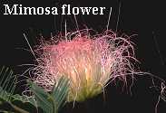 Mimosa flower by Stowe Keller
