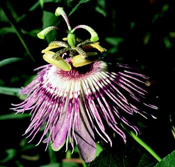 Purple passionflower ( Stowe Keller)