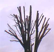 Example of topped tree in first year