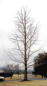 Example of properly pruned Sweet Gum tree