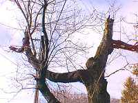 Example of topped tree after 15 years